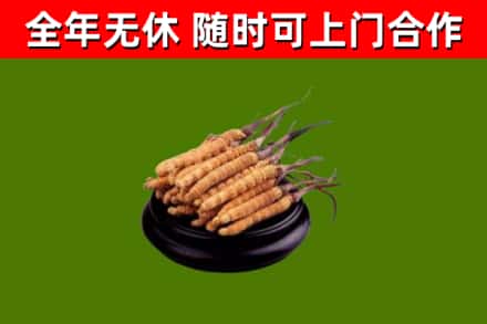 德阳回收散虫草