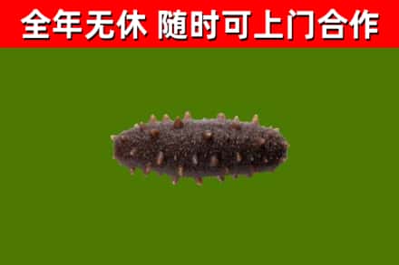 德阳回收海参干
